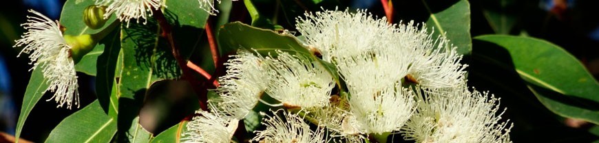 Buy Eucalyptus honey. Organic Eucalyptus honey shop. Honey from Spain 