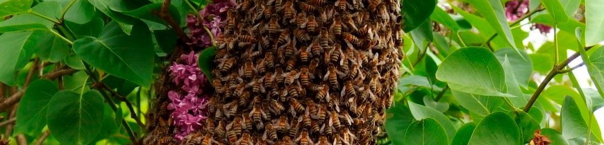 Buy Forest honey. Organic forest honey shop. Spanish organic raw honey